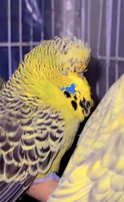 Exhibition budgies Breeder Females pedigree