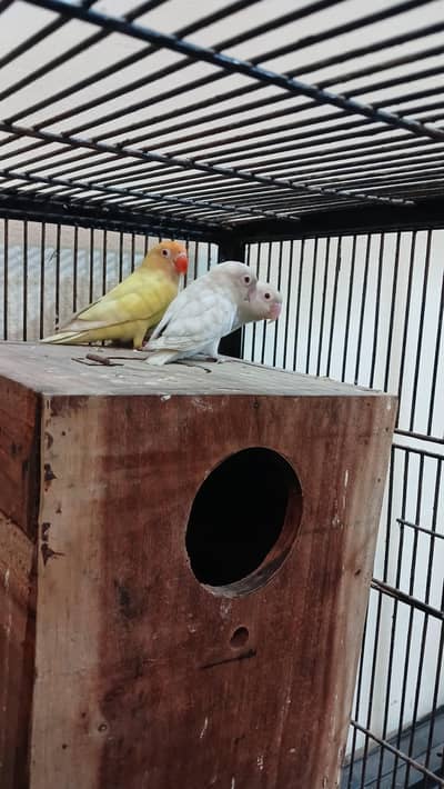 Albino & Crimno Pair