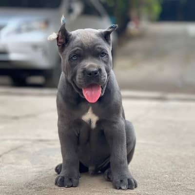 cane corso 03234696626
