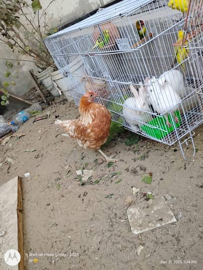 Animals and parrots urgent sale