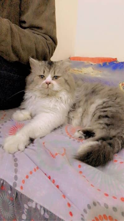 Persian cat fully trained
