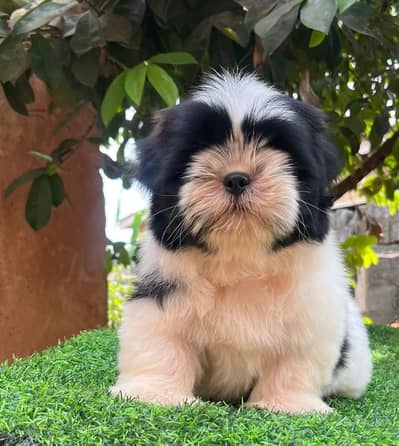 shitzu 03234696626