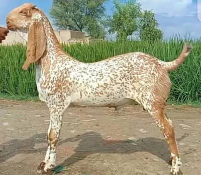 Special Makhi cheena Bakra