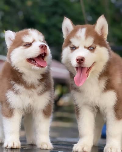 siberian Husky 03234696626