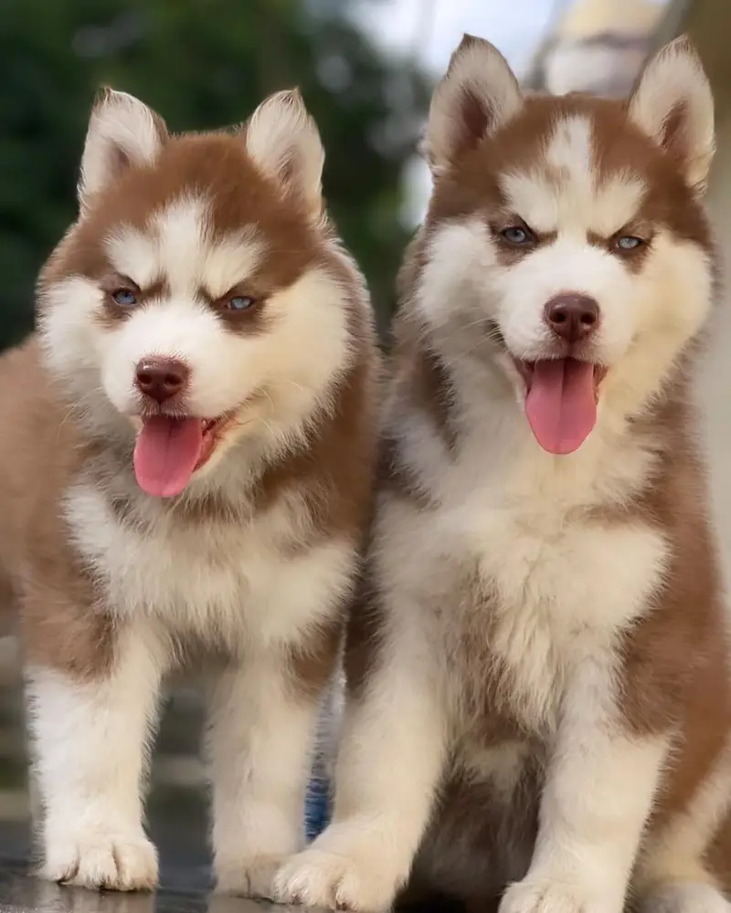 siberian Husky 03234696626 — photo 2