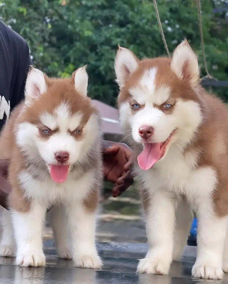 siberian Husky 03234696626 — photo 3