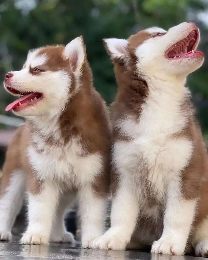 siberian Husky 03234696626 — photo 4