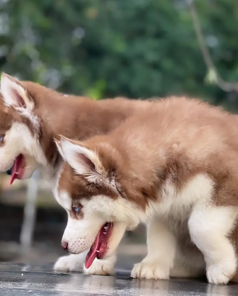 siberian Husky 03234696626 — photo 5