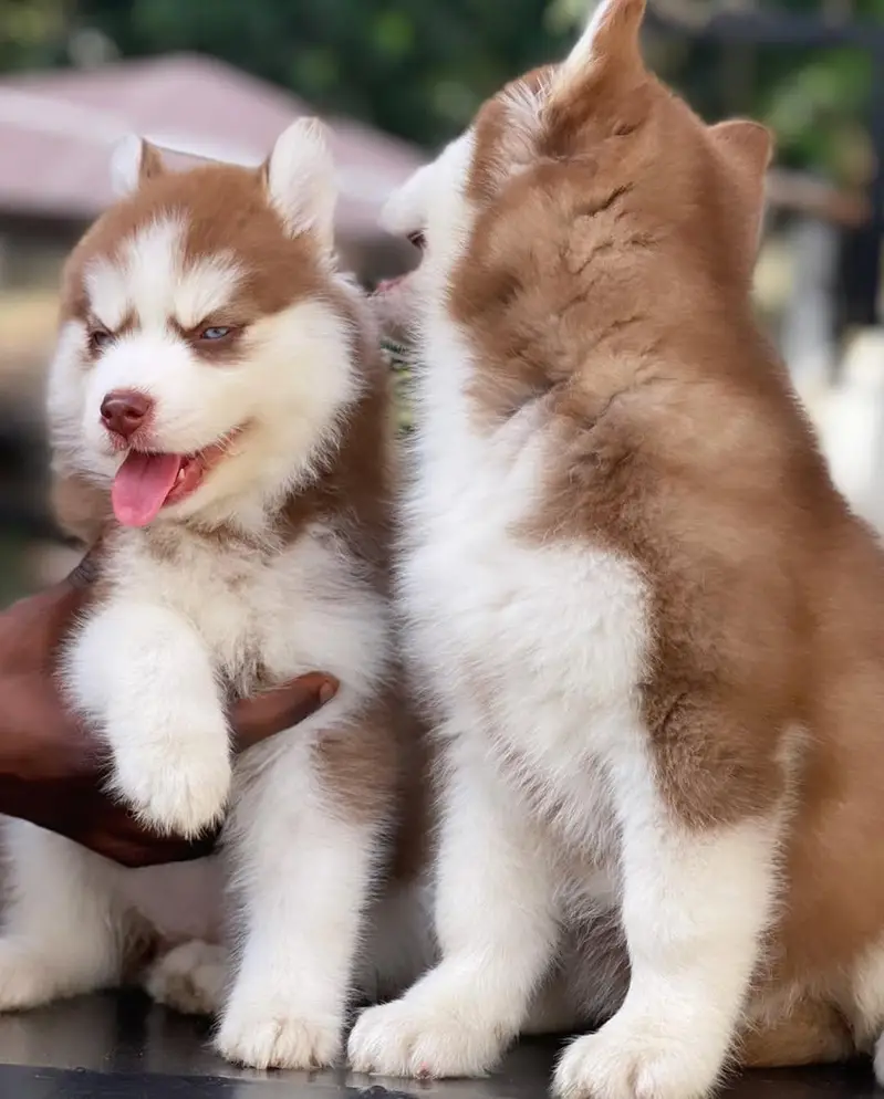 siberian Husky 03234696626 — photo 6