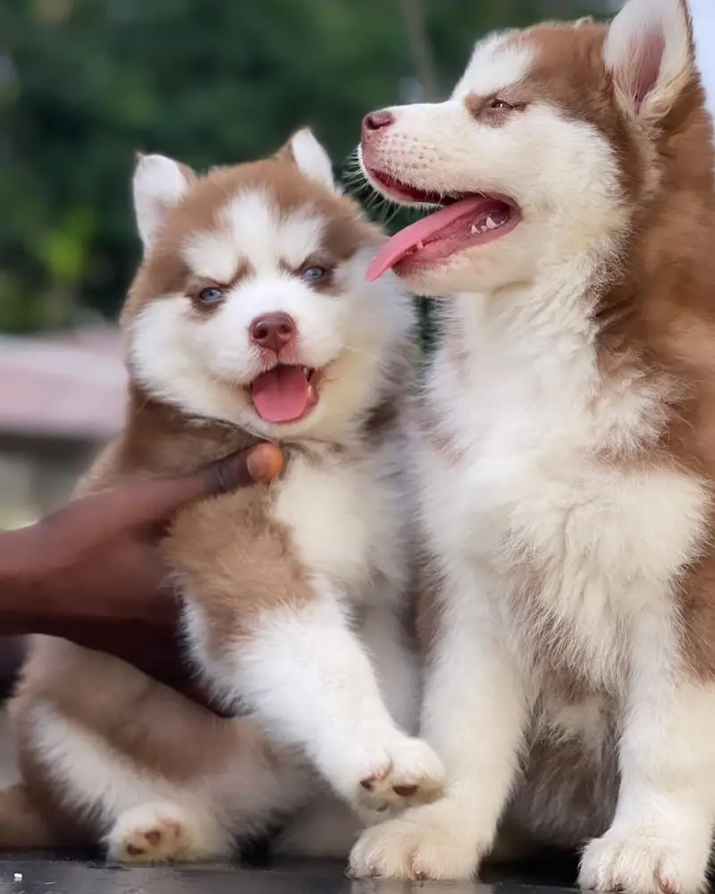 siberian Husky 03234696626 — photo 7