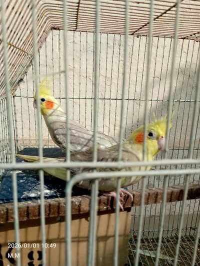 all setup for sell with cage  lutino.  cocktail. Rambo budgie