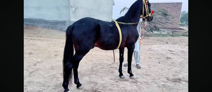 Zuljanah Horse For Sale