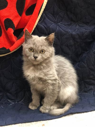 Persian Double Coat Kitten