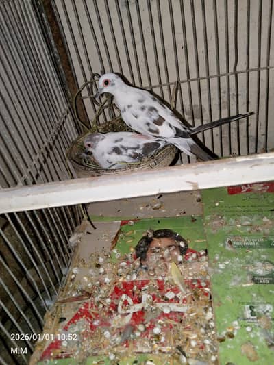 All setup for sell urgent sale ringneck female cocktail budgie lutino