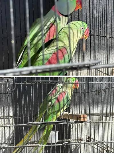 "Healthy & Active Kashmiri Parrot for Sale – Talking Start!"