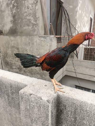 PANUS Pak/Burmi PANUS PAKOYA