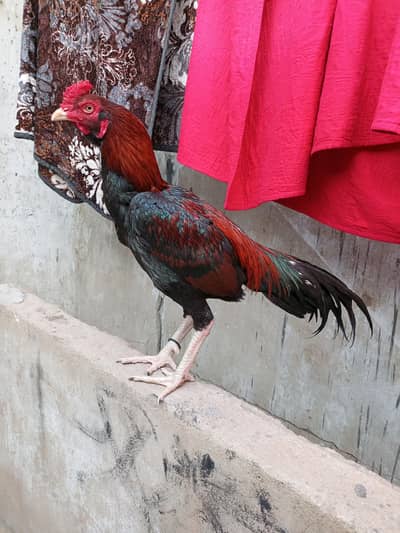 Aseel murga mianwali