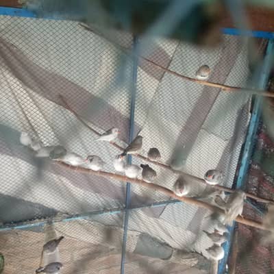 Zebra finches pathy