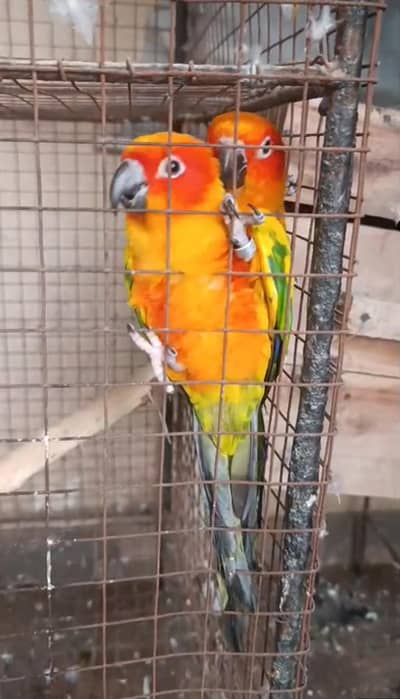 #Sun Conure #DNA #Breeder