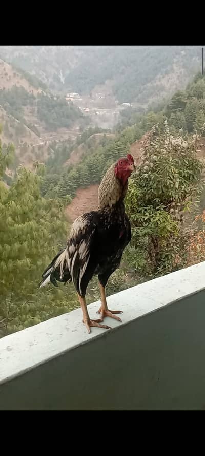 aseel jawa with pair very cheap rate