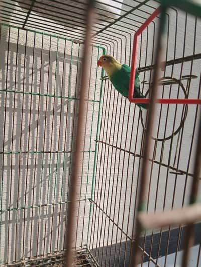 Love Bird and Budgies