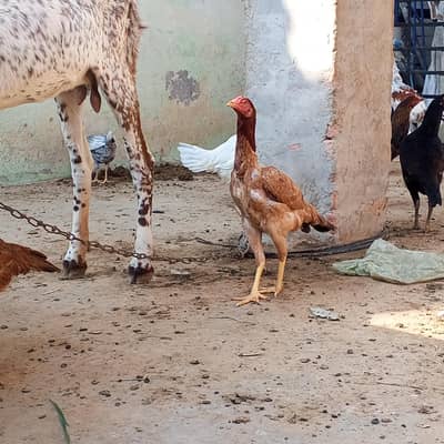 Top quality Assel murgian hens  murga