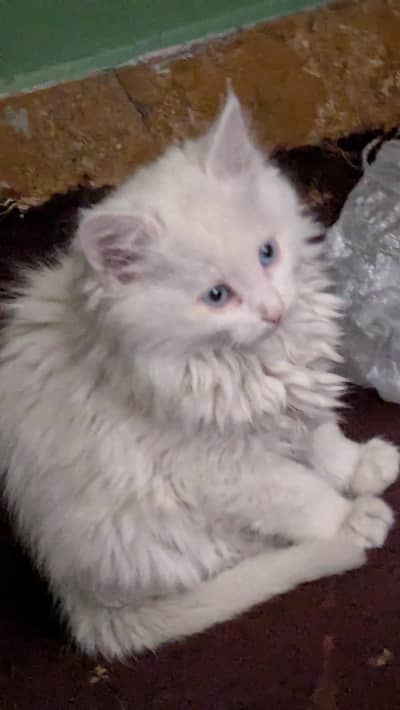 2 white kittens 1 mix  and mother