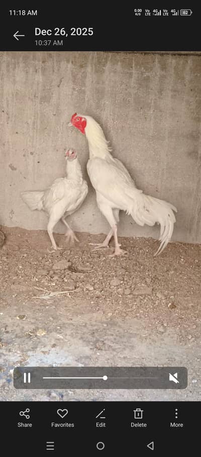 Paper white heera aseel pair