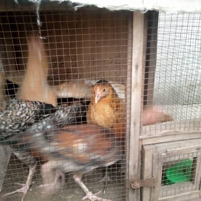 Desi murgian total 10 piece and one aseel murgi and 1 Desi murga