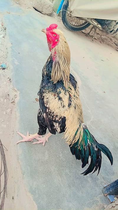 java murga or shjri murgi