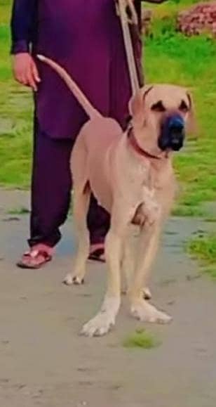 Old blood Bully kutta