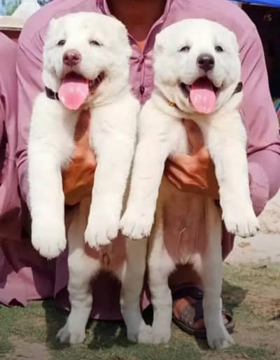Alabai Dog|King Alabai |Alabai puppy|Alabai |Alabai pair price : 36k