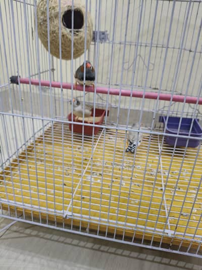 zebra finches