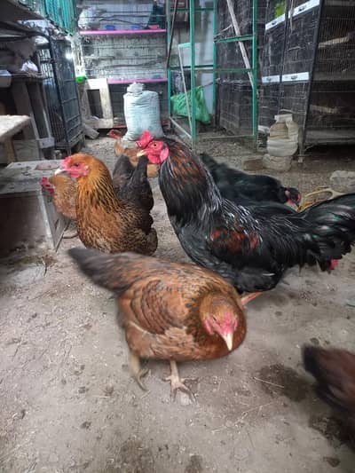 Dasi murgio Egg dy ri h for sela 0-3-1-1-5-1-2-6-1-0-2 call and