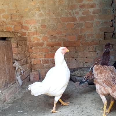 Top Quality Fertile Assel eggs