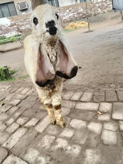 sheep Kajla | 0300-0091606