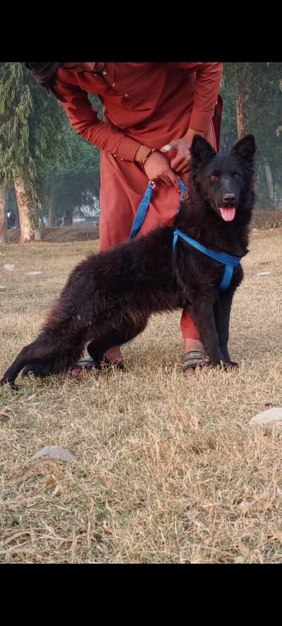 black Shepherd female age 8 months for sale