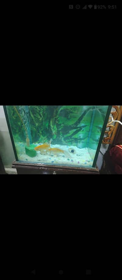 to Golden fish with aquarium