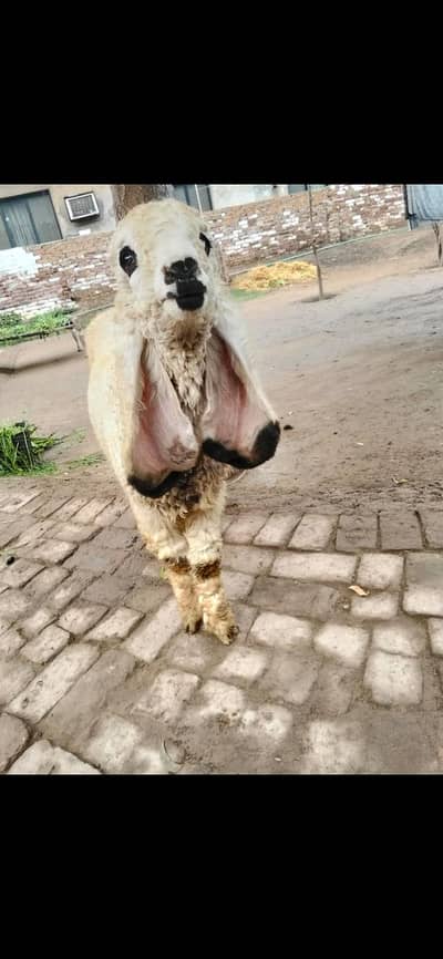 Sheep|Kajla| Chatra| Bakra | male|