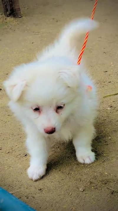 Russian Dog male puppy pink nose urgent Sale