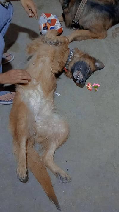 German shepherd female