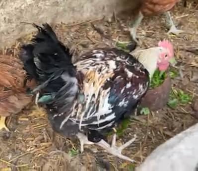 Desi Roaster - Murgha