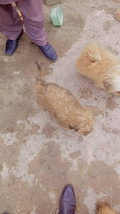 good family breed ak baby be Hai 3 month ka