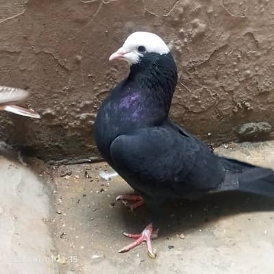 mukhi male available