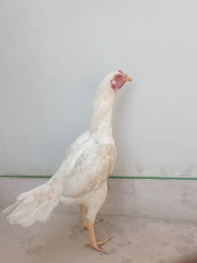 herra phatti madi quality female ha