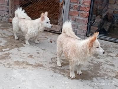 beautifull 0 size long coad  03196091130