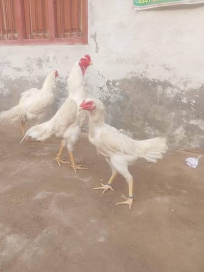 2Male 1 Female O white Shamo  A One quality