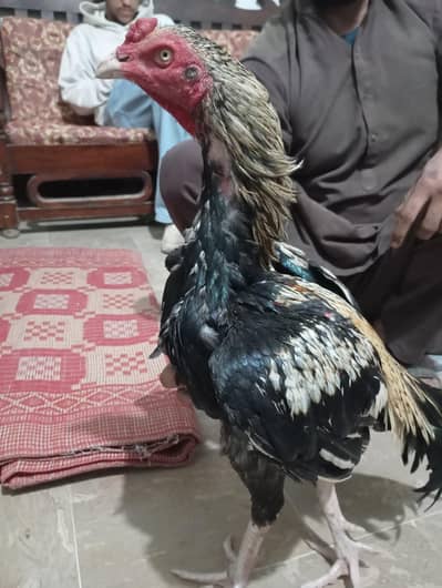 top quality aseel murga