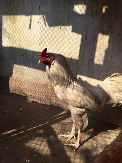 aseel Hera and brown aseel