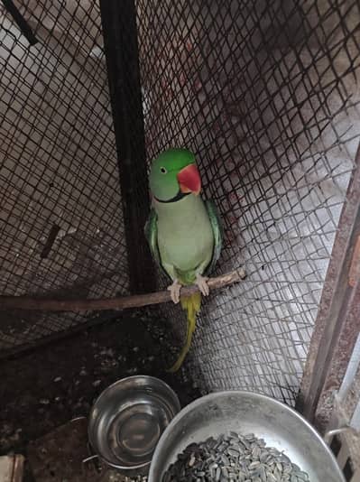 Raw Breeder Parrot for sale